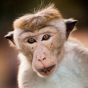 Photo Au Royaume des Singes