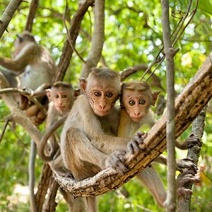 Photo Au Royaume des Singes