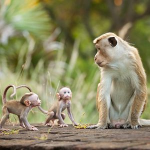 Photo Au Royaume des Singes