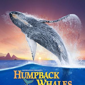 Photo Baleines