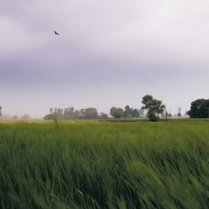 Photo La Quatrième Voie (Chauthi Koot)