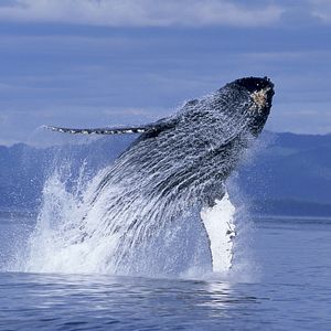 Photo Baleines