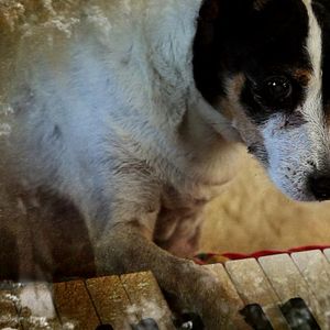 Photo Heart Of A Dog