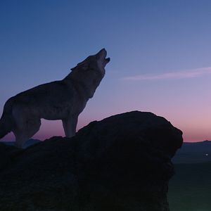 Photo Le Dernier Loup