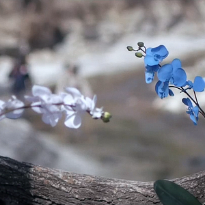 Photo Upstream Color