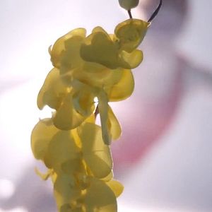 Photo Upstream Color