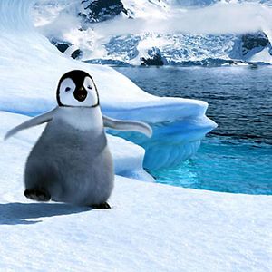 Photo Happy Feet