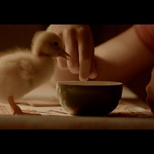 Photo Les Oiseaux De Passage