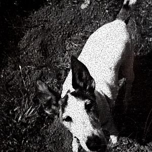 Photo Heart Of A Dog