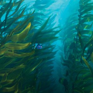 Photo Le Monde de Dory