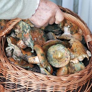 Photo Le Potager de mon grand-père