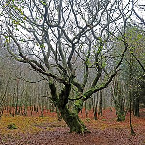 Photo L'Inconnu de Brocéliande