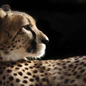 Photo Racing Extinction