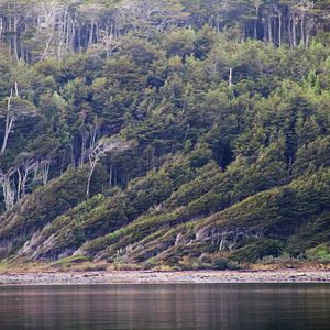 Le Bouton de nacre : Photo