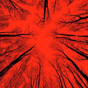 Photo Blair Witch