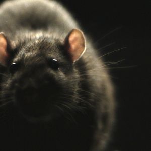 Photo Rats