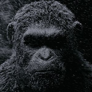 Photo La Planète des Singes - Suprématie