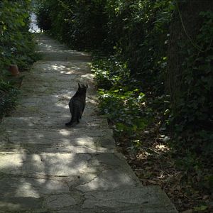 Photo Tomcat