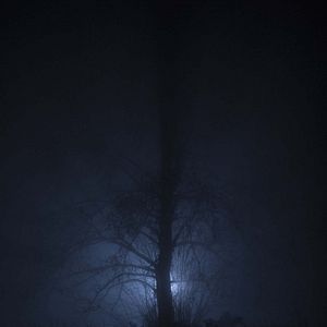 Photo J'ai vu les bois