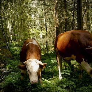 Photo La Fin de la viande