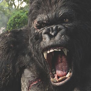 Photo King Kong