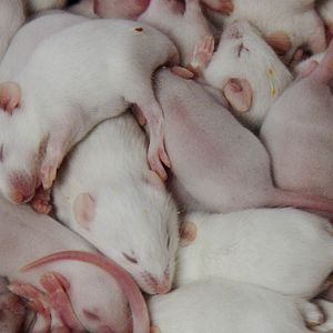 Photo Rat Film