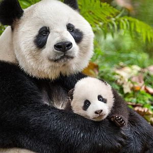 Photo Nés en Chine