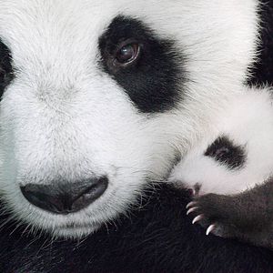 Photo Nés en Chine