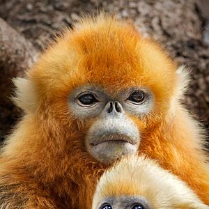 Photo Nés en Chine