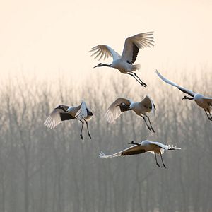 Photo Nés en Chine