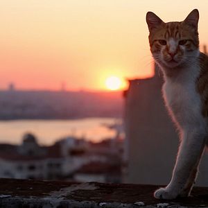 Photo Kedi - Des chats et des hommes