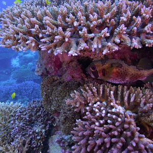 Photo Chasing Coral