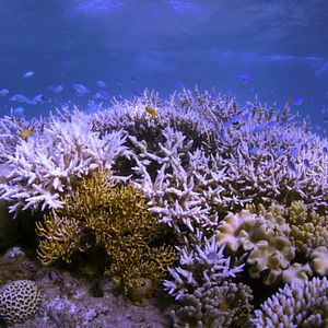 Photo Chasing Coral