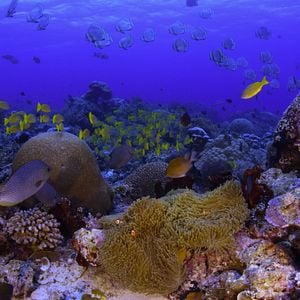 Photo Chasing Coral