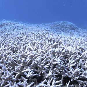 Photo Chasing Coral