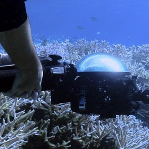 Photo Chasing Coral