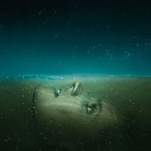 Photo Absentia
