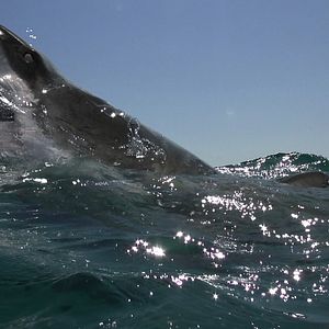 Photo Open Water 3 : Les abîmes de la terreur