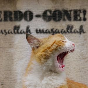 Photo Kedi - Des chats et des hommes