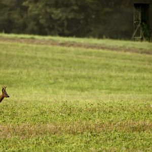 Photo Et l'homme créa la chasse