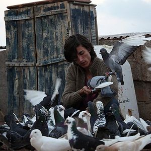 Photo Le Pigeon