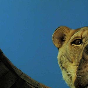 Photo Roar
