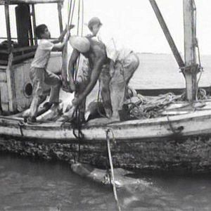 Photo Pecheurs de requins