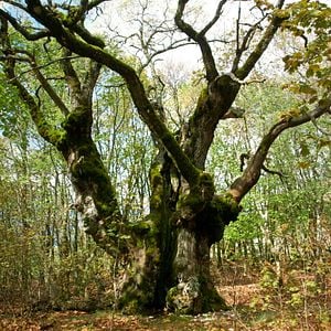 Photo Le Temps des forêts