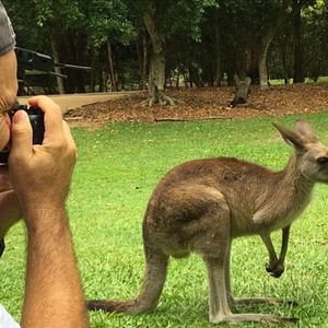 Photo Kangaroo – A Love-Hate Story