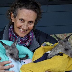 Photo Kangaroo – A Love-Hate Story