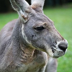 Photo Kangaroo – A Love-Hate Story