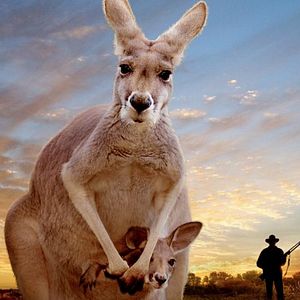 Photo Kangaroo – A Love-Hate Story