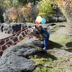 Photo Raf, ma Girafe