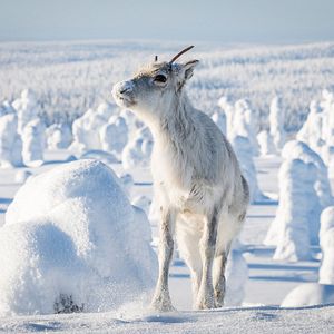 Photo Aïlo : une odyssée en Laponie